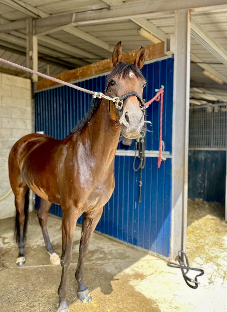 Lire la suite à propos de l’article Fortes chaleur