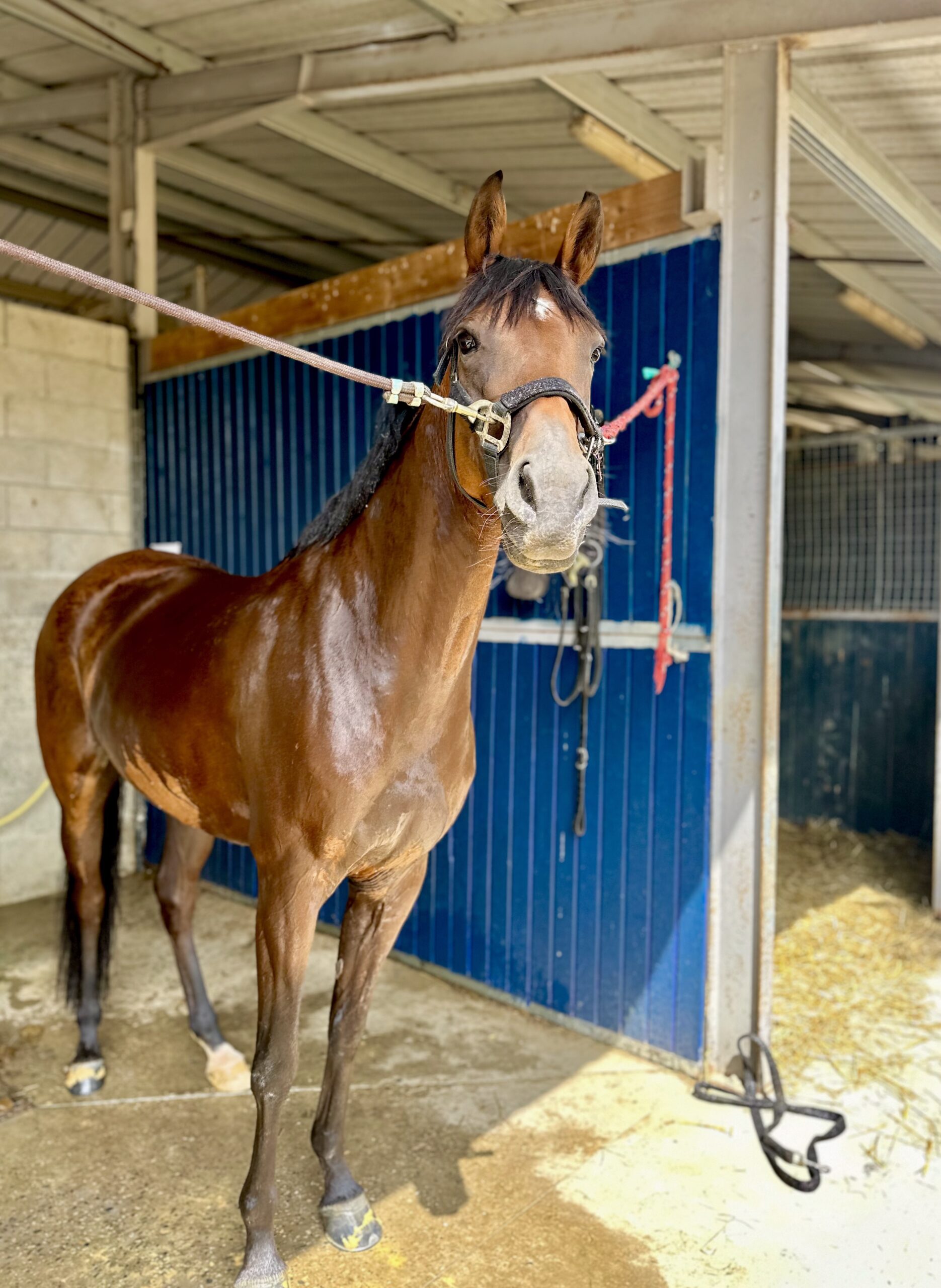 You are currently viewing Fortes chaleur